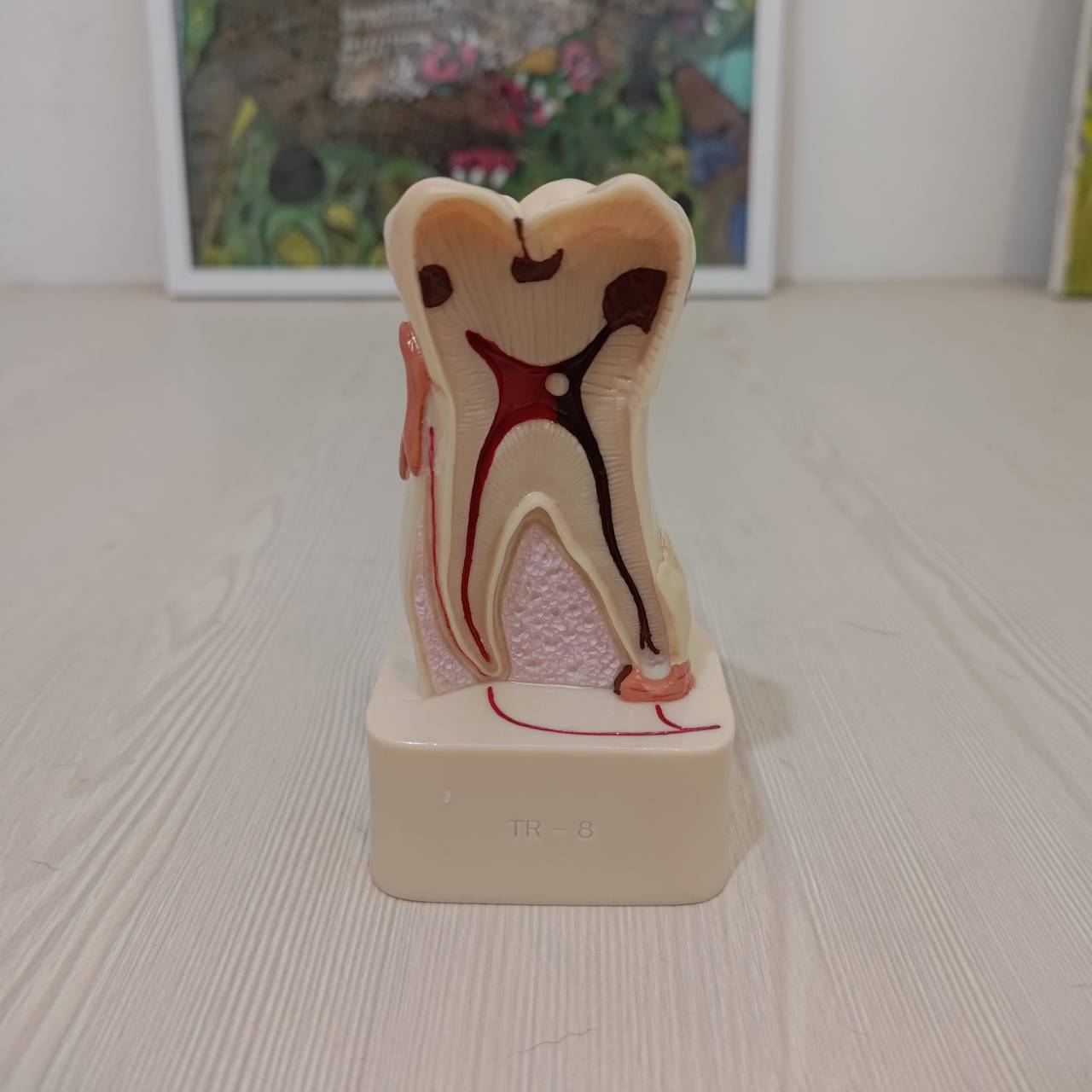 Dental school training piece 牙科教學模型